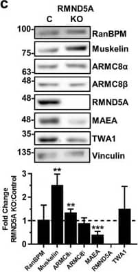 RMND5A Antibody