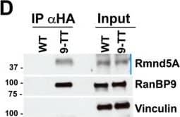 RMND5A Antibody