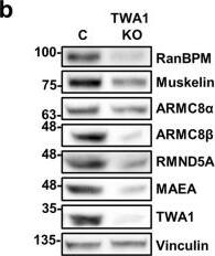 RMND5A Antibody