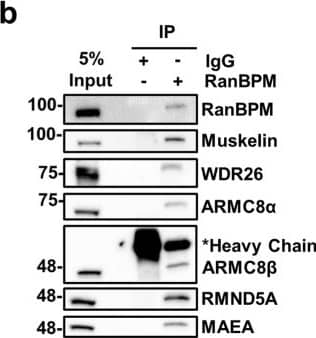 RMND5A Antibody