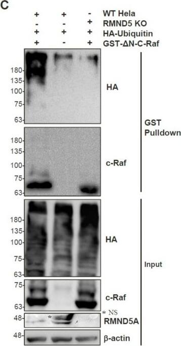 RMND5A Antibody