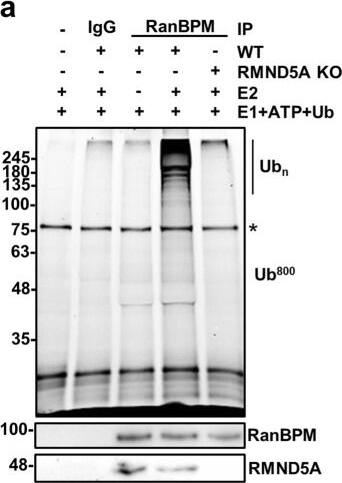 RMND5A Antibody