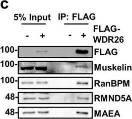 RMND5A Antibody