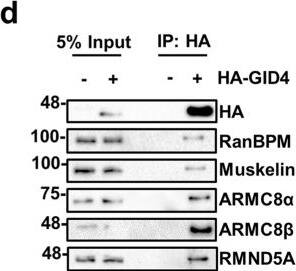 RMND5A Antibody