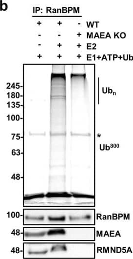 RMND5A Antibody