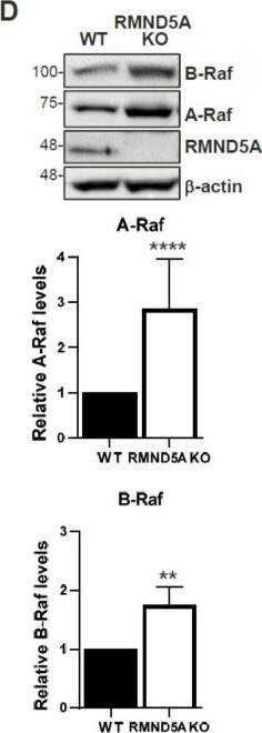 RMND5A Antibody