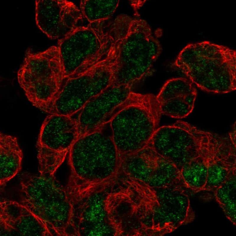RNPS1 Antibody - BSA Free Immunocytochemistry/ Immunofluorescence: RNPS1 Antibody - BSA Free [NBP1-92343]