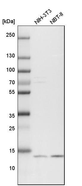 RPB9 Antibody - BSA Free Western Blot: RPB9 Antibody - BSA Free [NBP1-92344]