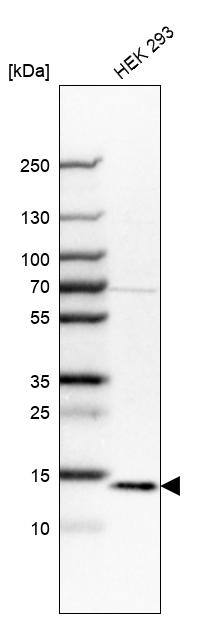 RPB9 Antibody - BSA Free Western Blot: RPB9 Antibody - BSA Free [NBP1-92344]