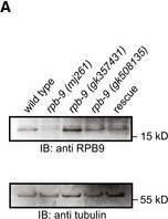 RPB9 Antibody - BSA Free