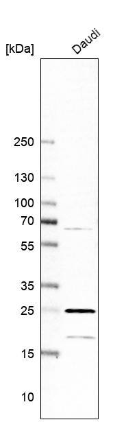 RPL13A Antibody - BSA Free Western Blot: RPL13A Antibody - BSA Free [NBP1-92345]
