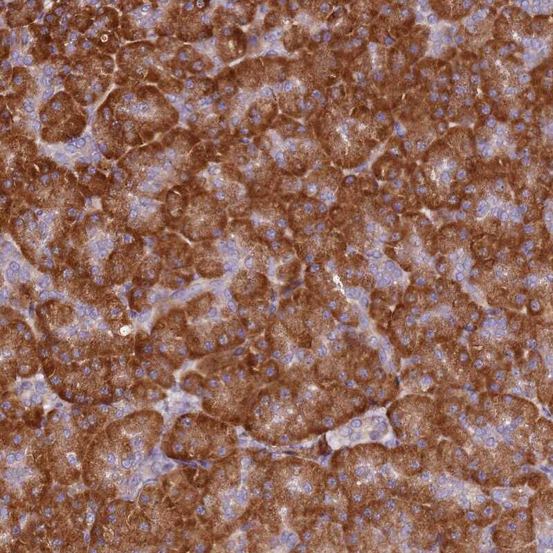 RPL13A Antibody - BSA Free Immunohistochemistry: RPL13A Antibody - BSA Free [NBP1-92345]