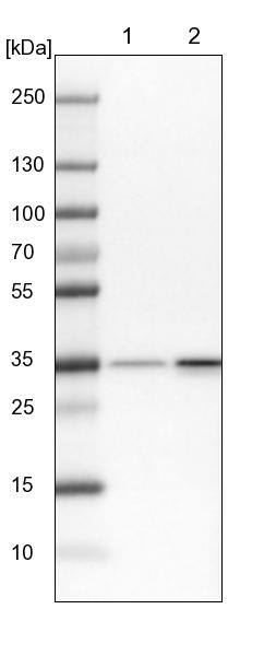 RPL5 Antibody - BSA Free Western Blot: RPL5 Antibody - BSA Free [NBP1-92347]
