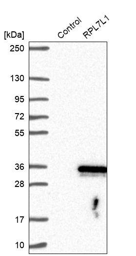 RPL7L1 Antibody - BSA Free Western Blot: RPL7L1 Antibody - BSA Free [NBP1-92348]