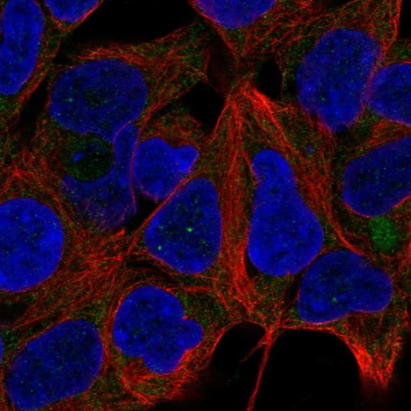 RPS13 Antibody - BSA Free Immunocytochemistry/ Immunofluorescence: RPS13 Antibody [NBP1-92350]