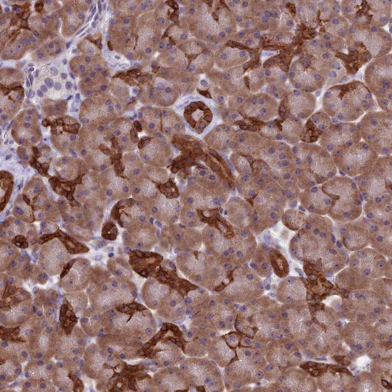 RPS26 Antibody - BSA Free Immunohistochemistry: RPS26 Antibody - BSA Free [NBP1-92352]