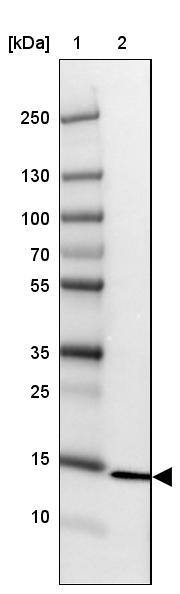 RPS26 Antibody - BSA Free Western Blot: RPS26 Antibody - BSA Free [NBP1-92352]