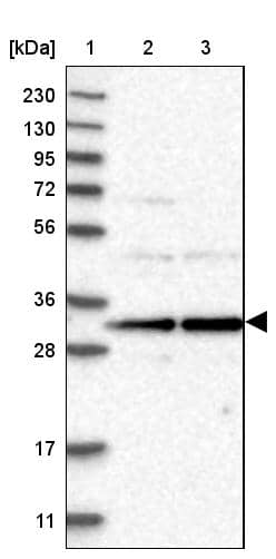 RRP4 Antibody - BSA Free Western Blot: RRP4 Antibody - BSA Free [NBP1-92355]