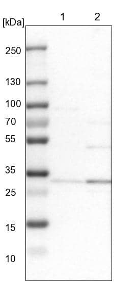 RRP4 Antibody - BSA Free Western Blot: RRP4 Antibody - BSA Free [NBP1-92355]