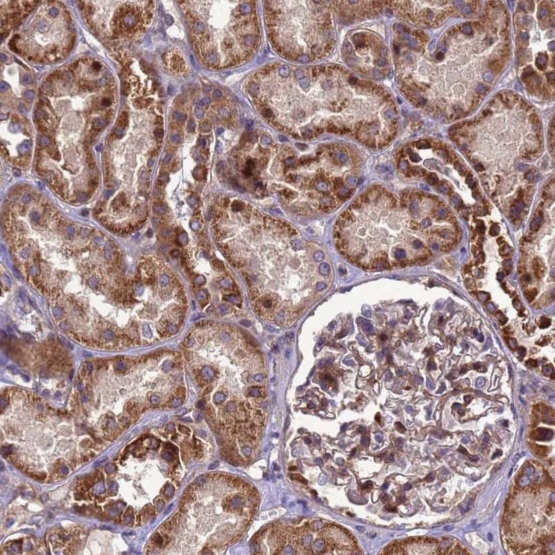 RSPRY1 Antibody - BSA Free Immunohistochemistry-Paraffin: RSPRY1 Antibody [NBP1-92358]