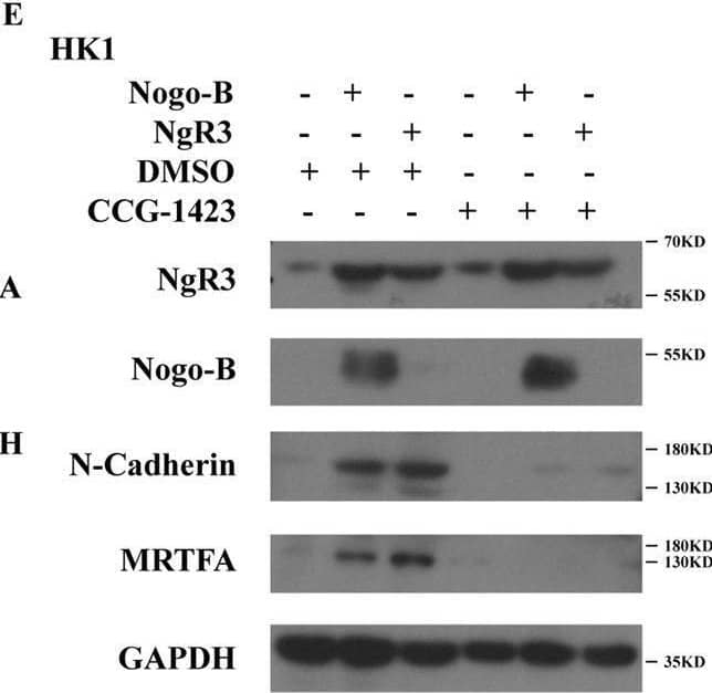 NgR3/NgRH2/RTN4RL1 Antibody - BSA Free