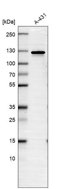 SAP130 Antibody - BSA Free Western Blot: SAP130 Antibody - BSA Free [NBP1-92362]