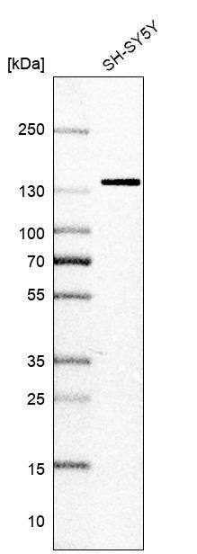 SF3B2 Antibody - BSA Free Western Blot: SF3B2 Antibody - BSA Free [NBP1-92380]