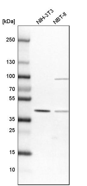 SFRS5 Antibody - BSA Free Western Blot: SFRS5 Antibody - BSA Free [NBP1-92381]