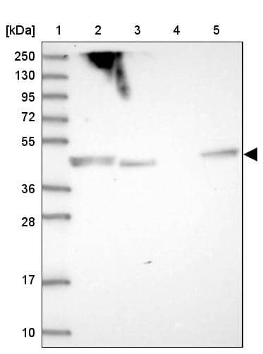 SHARPIN Antibody - BSA Free Western Blot: SHARPIN Antibody - BSA Free [NBP1-92386]