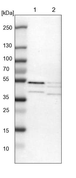 SKAR Antibody - BSA Free Western Blot: SKAR Antibody - BSA Free [NBP1-92392]