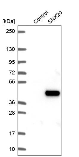 SNX20 Antibody - BSA Free Western Blot: SNX20 Antibody - BSA Free [NBP1-92418]