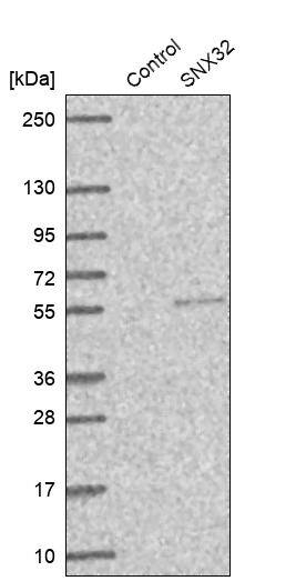 Sorting Nexin 32 Antibody - BSA Free Western Blot: Sorting Nexin 32 Antibody - BSA Free [NBP1-92424]