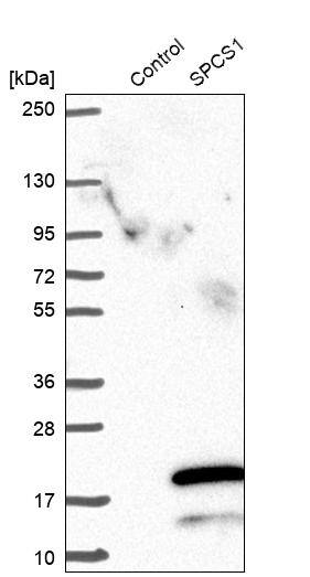 SPCS1 Antibody - BSA Free Western Blot: SPCS1 Antibody - BSA Free [NBP1-92433]