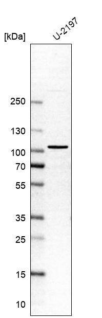 SPIRE1 Antibody - BSA Free Western Blot: SPIRE1 Antibody - BSA Free [NBP1-92438]