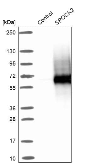 Testican 2/SPOCK2 Antibody - BSA Free Western Blot: Testican 2/SPOCK2 Antibody - BSA Free [NBP1-92442]
