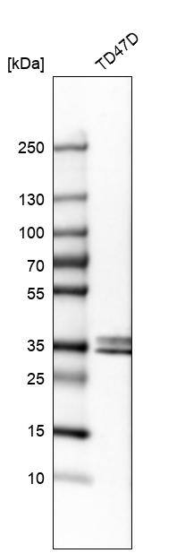 Stanniocalcin 2/STC-2 Antibody - BSA Free Western Blot: Stanniocalcin 2/STC-2 Antibody - BSA Free [NBP1-92447]