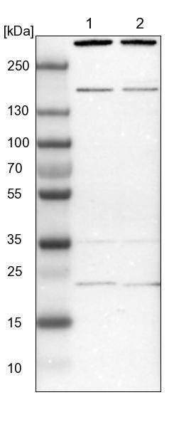 SYF2 Antibody - BSA Free Western Blot: SYF2 Antibody - BSA Free [NBP1-92463]