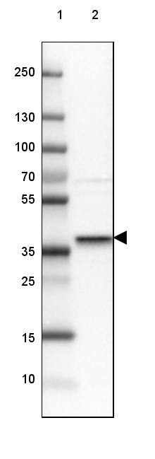 Syntaxin 16 Antibody - BSA Free Western Blot: Syntaxin 16 Antibody - BSA Free [NBP1-92467]