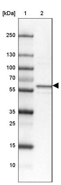 Syntaxin Binding Protein 4 Antibody - BSA Free Western Blot: Syntaxin Binding Protein 4 Antibody - BSA Free [NBP1-92471]