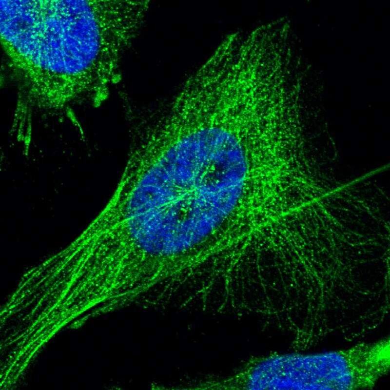 TSPAN33 Antibody - BSA Free Immunocytochemistry/ Immunofluorescence: TSPAN33 Antibody [NBP1-92490]