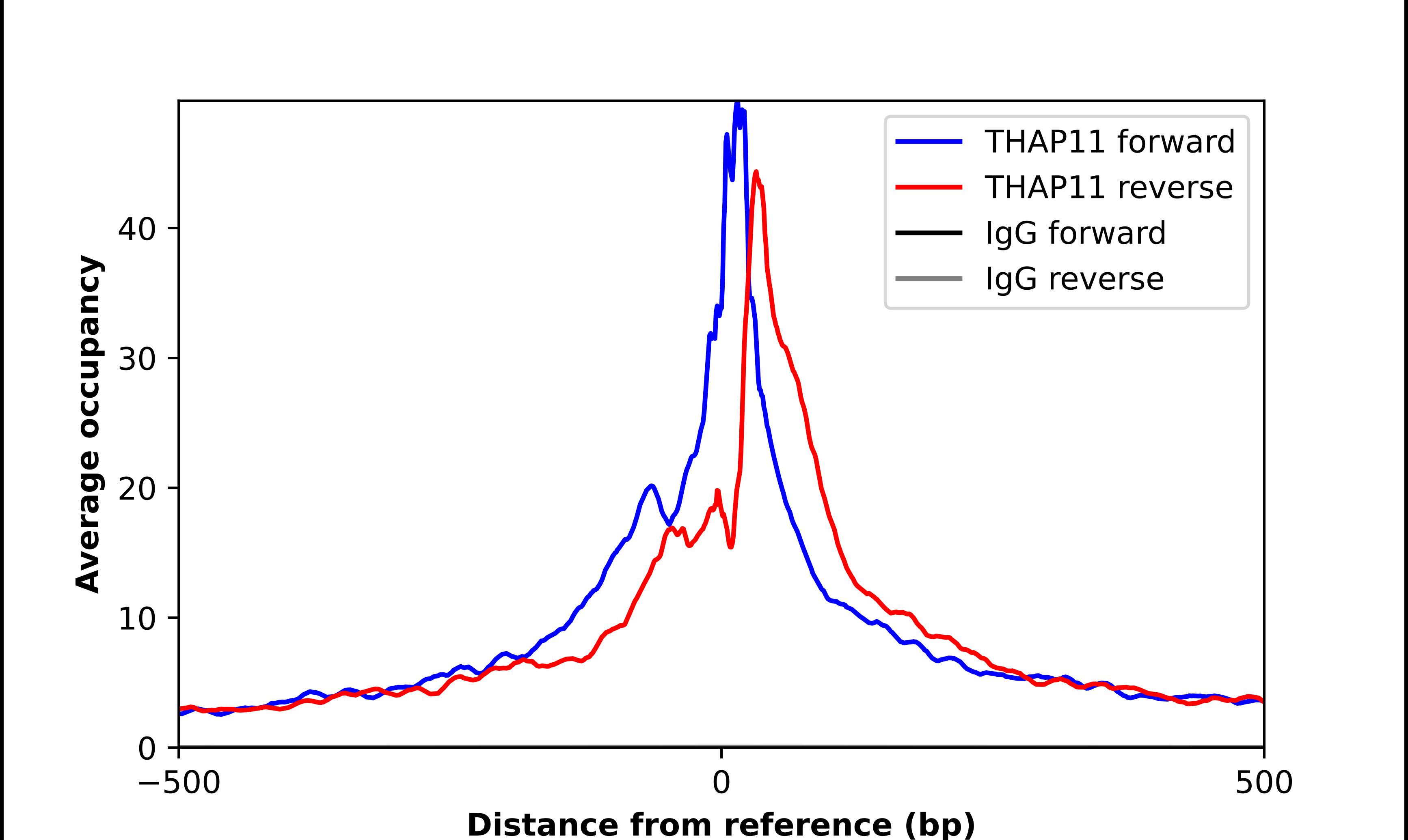 THAP11 Antibody - BSA Free Chromatin Immunoprecipitation-exo-Seq: THAP11 Antibody - BSA Free [NBP1-92495]