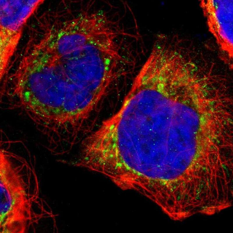 Thioredoxin-2 Antibody - BSA Free Immunocytochemistry/ Immunofluorescence: Thioredoxin-2 Antibody [NBP1-92499]
