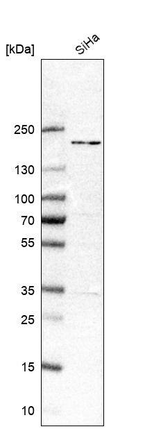 THOC2 Antibody - BSA Free Western Blot: THOC2 Antibody - BSA Free [NBP1-92500]