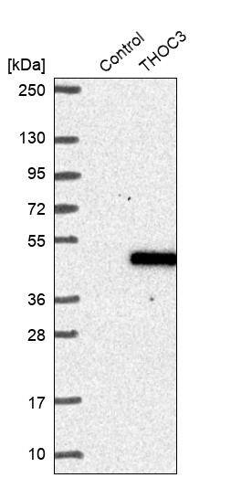 THOC3 Antibody - BSA Free Western Blot: THOC3 Antibody - BSA Free [NBP1-92501]