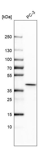THOC3 Antibody - BSA Free Western Blot: THOC3 Antibody - BSA Free [NBP1-92502]