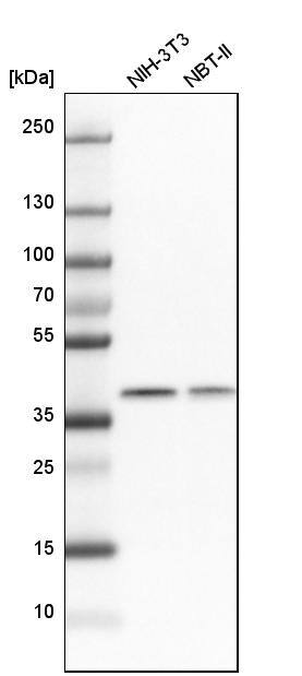 THOC3 Antibody - BSA Free Western Blot: THOC3 Antibody - BSA Free [NBP1-92502]