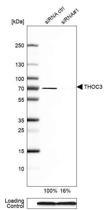 THOC3 Antibody - BSA Free Western Blot: THOC3 Antibody - BSA Free [NBP1-92503]