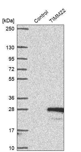TIMM22 Antibody - BSA Free Western Blot: TIMM22 Antibody - BSA Free [NBP1-92509]