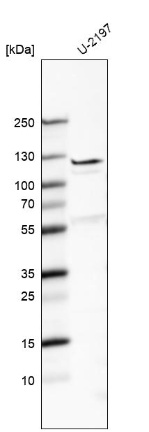 Fibulin 7 Antibody - BSA Free Western Blot: Fibulin 7 Antibody - BSA Free [NBP1-92512]