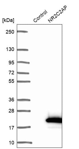 TRA16 Antibody - BSA Free Western Blot: TRA16 Antibody - BSA Free [NBP1-92526]